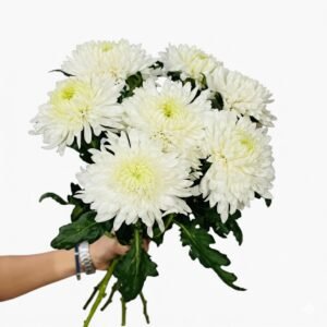 FRESH WHITE CHRYSANTHEMUM BOUQUET - Image 3